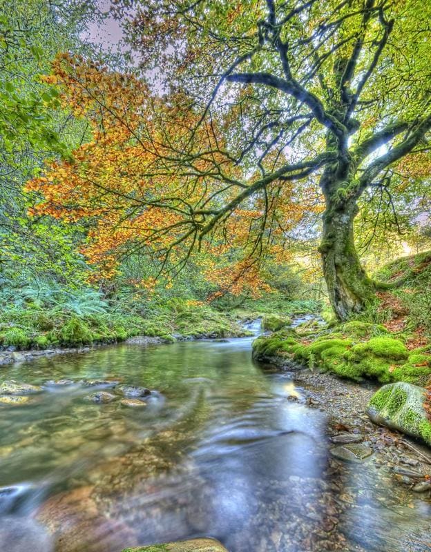 Los 10 Bosques Más Bonitos Para Visitar En El Norte De España | El ...